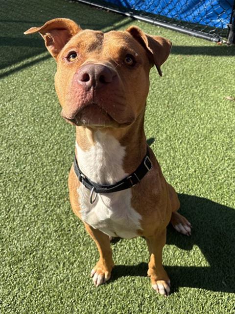 Pit Bull