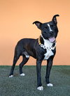 TYSON - Photo 1