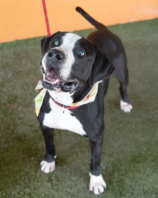 Albert - American Bulldog