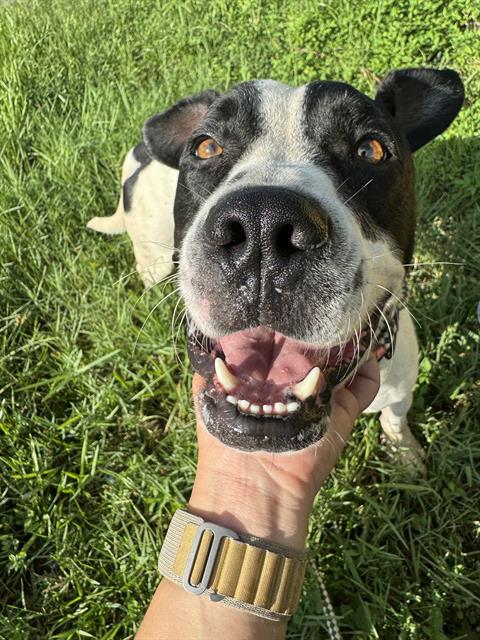 SAINT - American Bulldog available for adoption