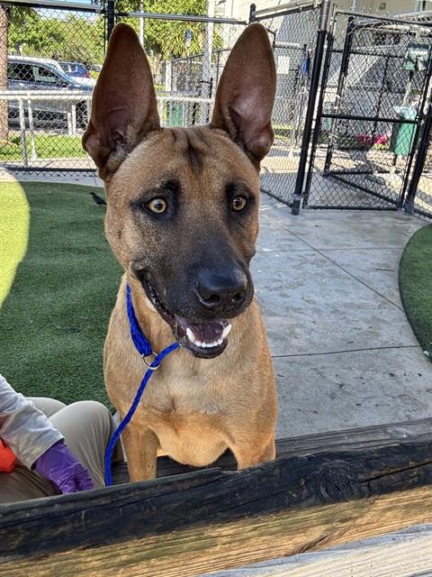 Black Mouth Cur
