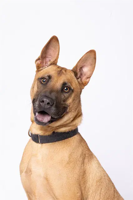 Ceviche - Belgian Shepherd Malinois