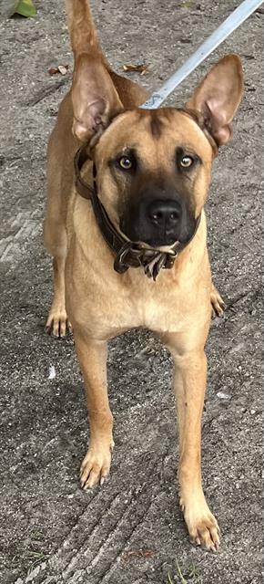 CEVICHE, a dog for adoption from Miami Dade Animal Services