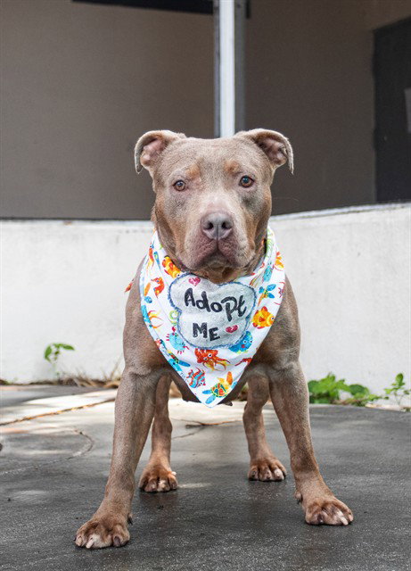 AURORA - American Bulldog available for adoption
