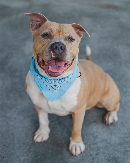 Pit Bull