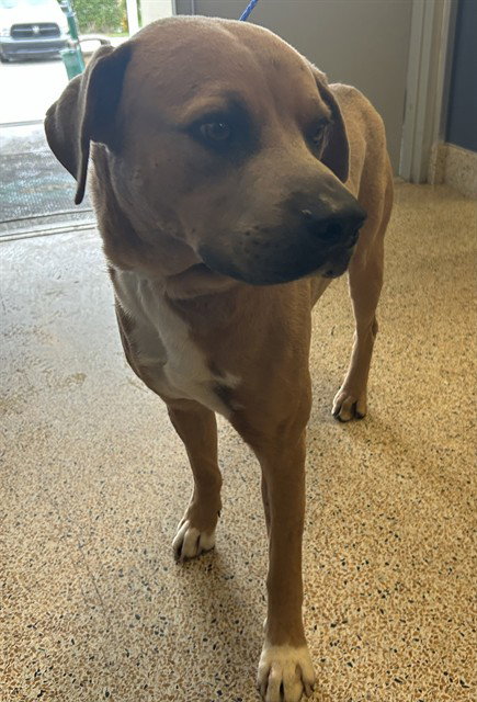 JAVA - Staffordshire Bull Terrier available for adoption