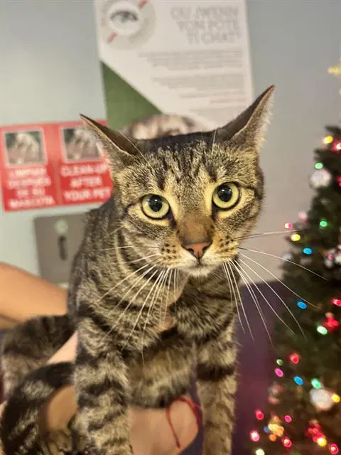 Nala - Domestic Short Hair