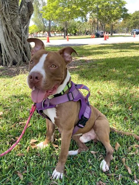 BAXTER - American Bulldog available for adoption