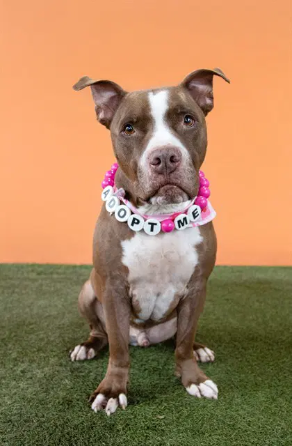 Crocky - American Bulldog