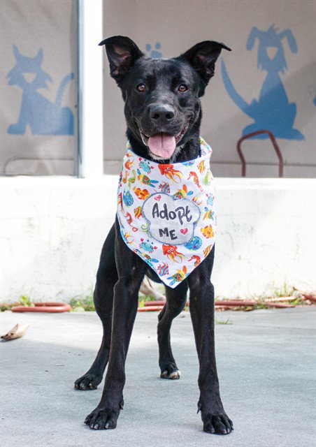 PRESTON - Labrador Retriever available for adoption