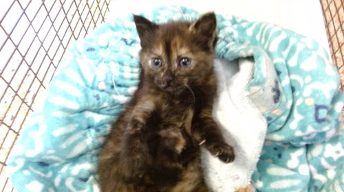 AMILIA - Domestic Short Hair for adoption in Hialeah