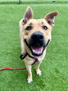 BUDDY - Photo 1