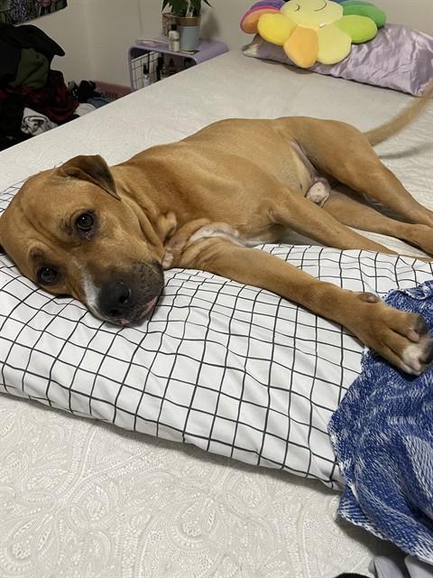 ALBY - American Bulldog / Pit Bull Terrier available for adoption