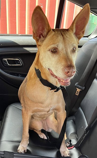 LIBERTY - Labrador Retriever available for adoption