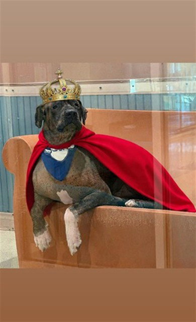 GUEVITO - Mastiff available for adoption