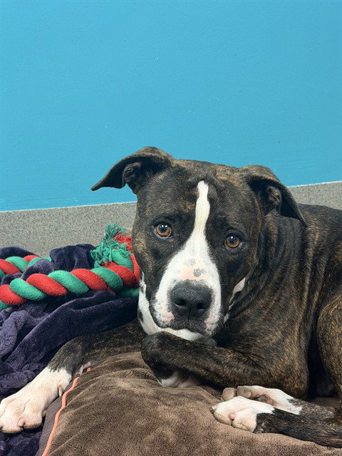 Pit Bull