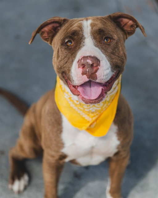 Pit Bull