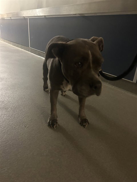 Pit Bull