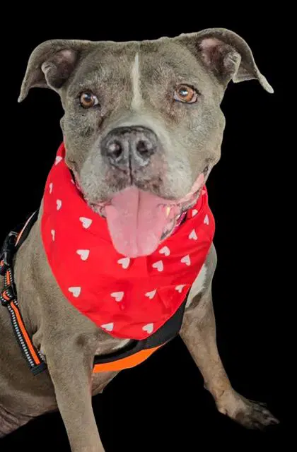 Rosy - Pit Bull Terrier