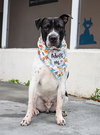 OREO - Photo 1