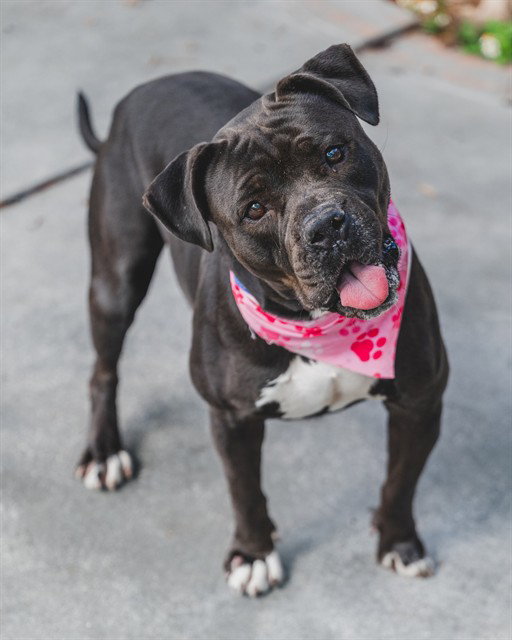 Bulldog
