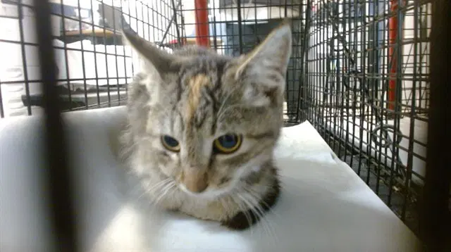 Coco - Domestic Short Hair