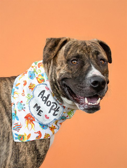 Pit Bull