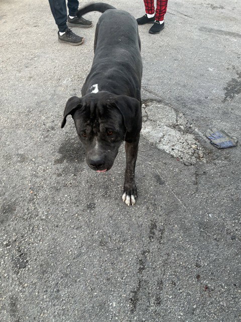 Toby Ii