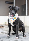 TOBY II - Photo 1