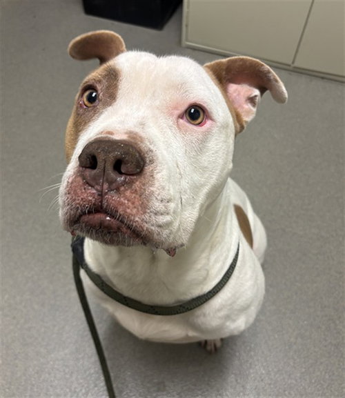 BRUNO - American Bulldog available for adoption