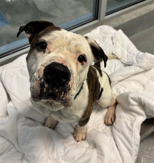 ROCKY - American Bulldog available for adoption