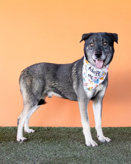 COMET, an adoptable Siberian Husky in Miami, FL
