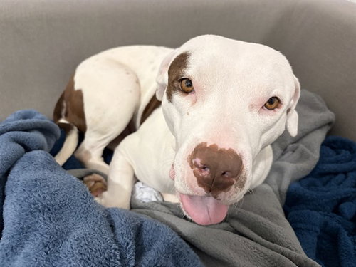 LOLA - American Bulldog available for adoption