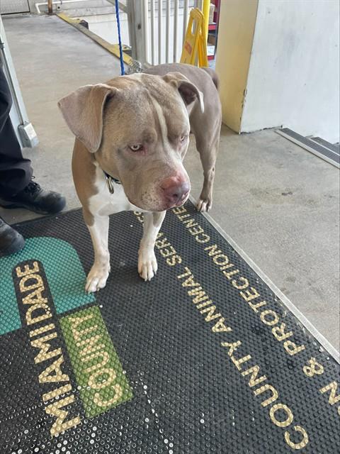 Pit Bull