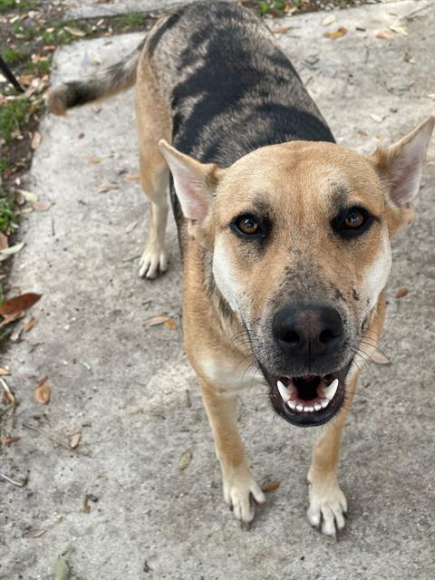 Catahoula Leopard Dog