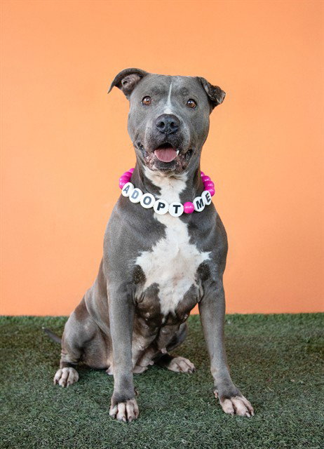 Pit Bull