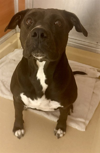 COOKIE - American Bulldog available for adoption