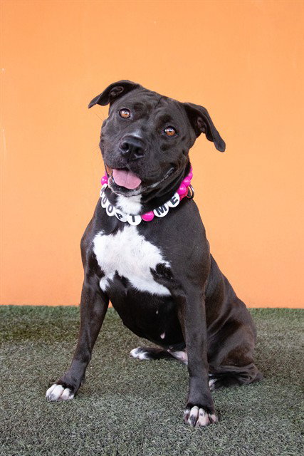 COOKIE, an adoptable American Bulldog in Miami, FL