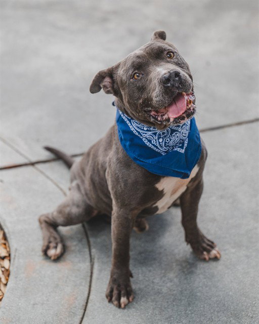 Pit Bull