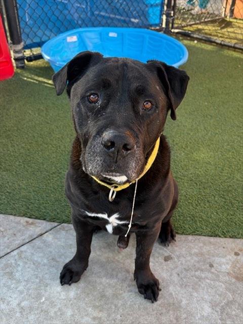 BARRY - Labrador Retriever available for adoption