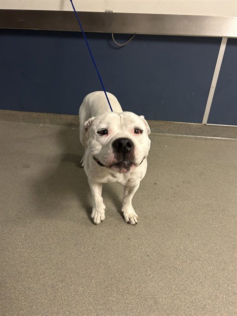 Bulldog