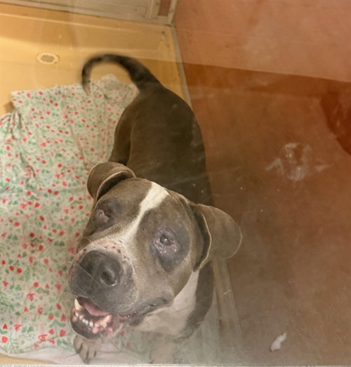LUNA, an adoptable American Bulldog in Miami, FL