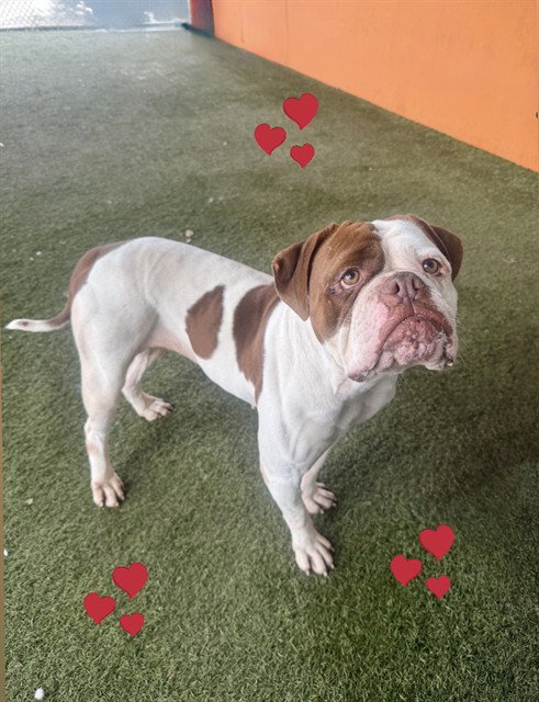 Bulldog