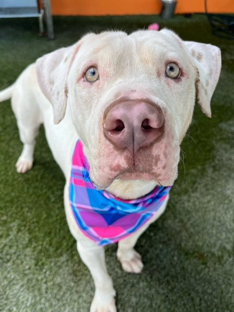 picture of the dog needing adoption
