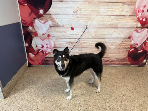 STARK, an adoptable Siberian Husky in Miami, FL
