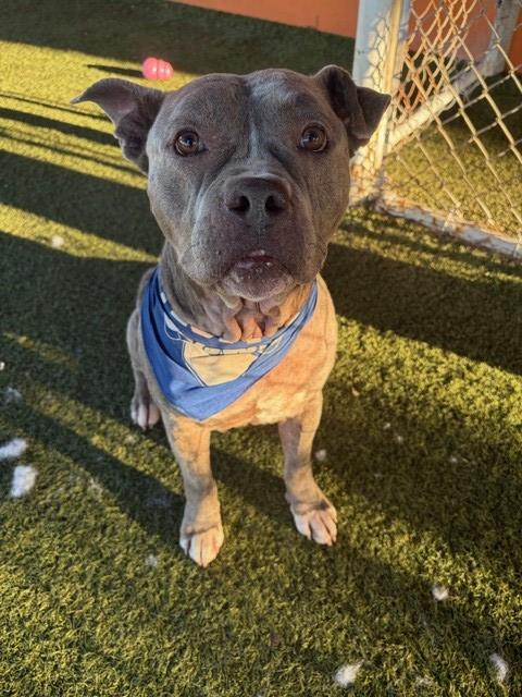 Pit Bull