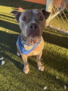 PUMBA - Photo 1