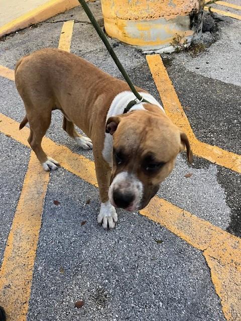 Pit Bull