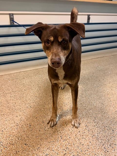 Australian Kelpie