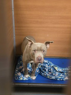 picture of the dog needing adoption